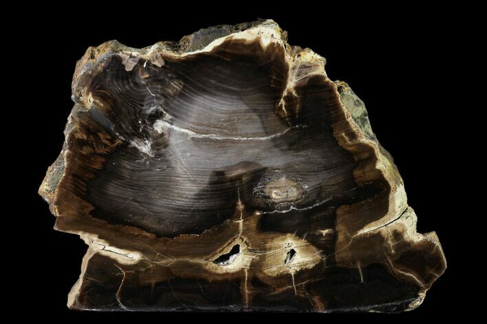 Polished Petrified Wood Stand-up - McDermitt, Oregon #162893